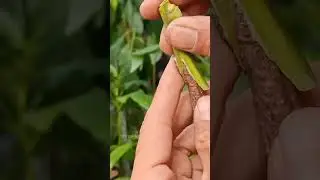 Whip and tongue grafting techniques #mangografting #graftingtechniques #satisfying #shorts