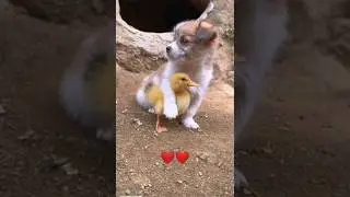 cute puppy🐕🐕and 🦆 love❤️❤️#dog #duck #youtube#Short video#romantic #lovely