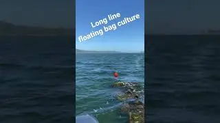 Long line off bottom floating bag oyster aquaculture Tomales Bay California