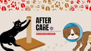 After care once your fur friend undergo neutering