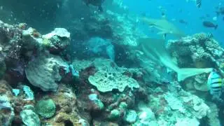 Yap Shark Feed 2013 (HD 720p)