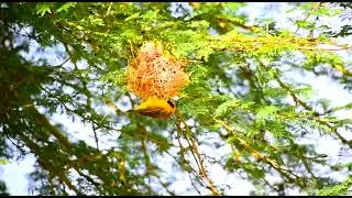 Speke's weaver constructing a nest @NatGeo