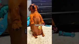 🐶 Cane panzone (PARTE 11)