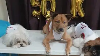50K subscriber live ang K2CFur #K2CFur #K2CFurlive@50K