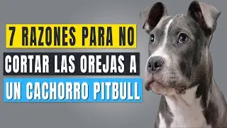 Es bueno Cortarle las Orejas a los Perros Pitbull🥇