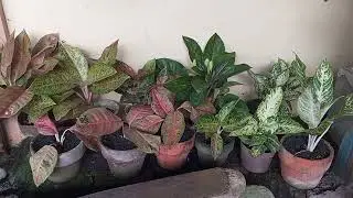RARE HOUSE PLANTS | VARIEGATED PLANTS | TRENDING PLANTS 2025 | VIRAL PLANTS | RARE OUTDOOR PLANTS 