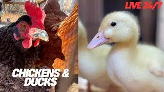 Lutz Farm - Chicken & Duck Live Stream 24/7! 🐔 🦆