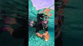 1 декабря 2024г #egypt #redsea #sharmelsheikh 🐟🐠