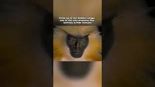 A Rare Look at the Golden Langur