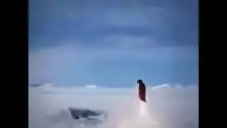 Penguin missile meme template