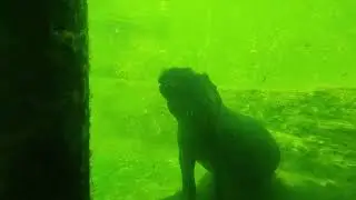Hippopotamus inside the water are eating cucumbers 🦛 #netherlands #zoo #wildlands #2024