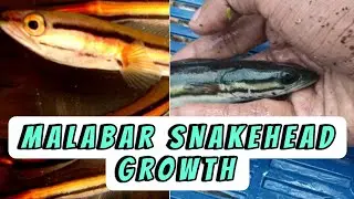പുലി വാഹ Update✅ | Malabar Snakehead | WATER MAN #waterman #snakehead #fishing #pets #monsterfish