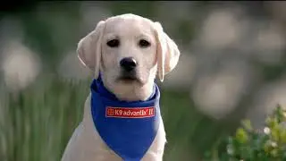 K9 Advantix II (2) Commercial (2012) #2
