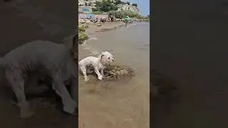 Playa para perros. Собачий пляж 🐕 Испания Ситжес