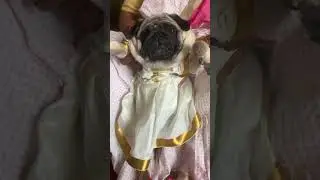 #PugNation#PugWorld#PugAddict#SmushyFace#PugVibes#puglove#explorepage #viral #shorts #cutie