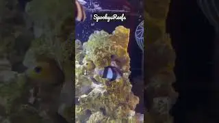 Spotted Mandarin Dragonet 🪸#SpookysReefs #like #Comment #subscribe