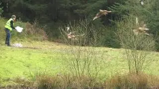 Red Kite Feeding Time #1