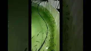 பயயோபிளாக்கில் விரால்