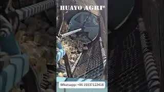 HGSF-600 Garlic Splitter and Clove Sorter make seed garlic at Australia