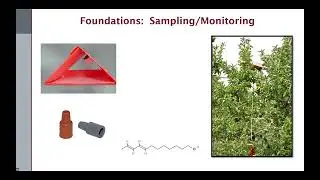New Products and Approaches for Codling Moth Management