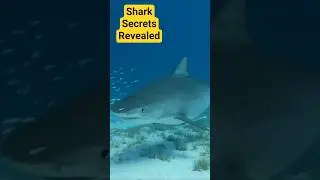 Shark Secrets Revealed