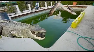 SWAMP to SWIM - WATCH GREEN POOL TRANSFORM to BLUE
