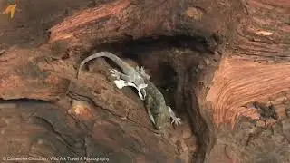 Bark Gecko Ecdysis