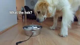 How to use Wopet Brook Water Drinking Fountain? | Setup Tutorial