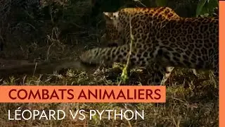 Combat improbable entre un l&eacute;opard et un python