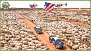 Modern America Livestock Farming on Another Level &mdash; How Farmers Produce 100+ Million Tons Food
