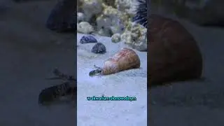 Taki ślimak zamieszkujący słonowodne akwaria🤓Conomurex luhuanus🐌 #saltwateraquarium #Strawberryconch