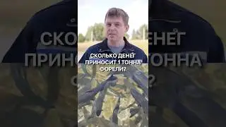 Сколько денег приносит 1 тонна форели? Эти цифры тебя удивят!  #рыбалка  #рыба #узв #бизнес