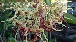 Unik Dan Langka !! Trik perawatan Dendrobium Spectabile !!