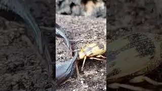 UNBELIEVABLE! STINK BUG USES ACID AGAINST DEADLY SCORPION!