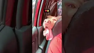 යන ලස්සන රෝස මල 😍 #doglove #colonelkkjϟ #love #dogowners #cute #pets #adorabledog #dogsworld