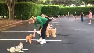 Obedience Group Class - Dog and puppy training in Miami Flo