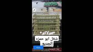 بلبل الشاهينيه من بلابيل البصره ام الابطال أصلي أصلي