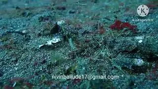 @sea Moth-pengasidae dragon sea moth @Eurypegasus draconis