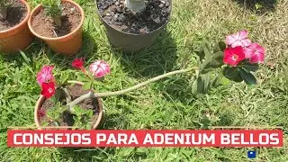 6 CUIDADOS PARA TENER ADENIUM SIEMPRE BELLOS, CUIDADOS DE ROSA DEL DESIERTO