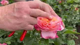 Rose Health Tips with Neil Miller, Head Gardener at Hever Castle