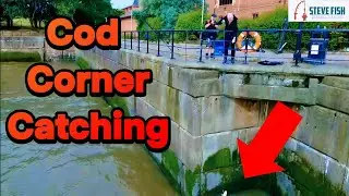 Cod Corner Mersey - Catching Fish!