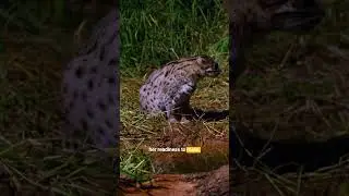 Wetland Romance: Fishing Cats in Mating Season | Thailand&rsquo;s Wildcats