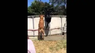 Lily jumps in pool
