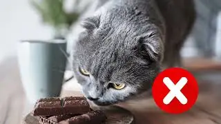 CAN CATS EAT CHOCOLATE❓