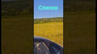 Слепни ,horsefly