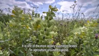 Declines in insectivorous birds associated with high neonicotinoid concentrations