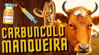 O que é doença da Manqueira? O que é Carbúnculo? O que é Carbúnculo Sintomático? Como vacinar vaca?
