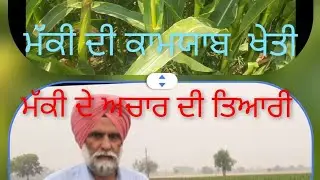 ਮੱਕੀ ਦੀ ਕਾਮਯਾਬ  ਖੇਤੀ  ਤੇ ਅਚਾਰ /ਸਾਈਲੇਜ ਤਿਆਰ ਕਰਨ ਦੇ ਢੰਗ,मक्का की सफल खेती और अचार तयार कैसे करें?
