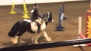 Gypsy Vanner Jumping 2'3