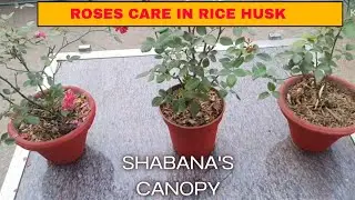 Rice husk me lage🌹 rose plant ki care//update of rice husk rose #Rice husk